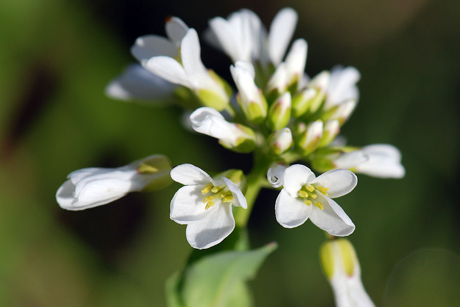 Microthlaspi perfoliatum (=Thlaspi perfoliatum ) / Erba storna perfogliata